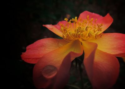 Close-up of pink flower blooming in garden