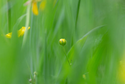 Close-up of flowering plant on field