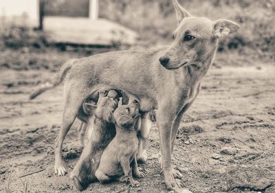 Portrait of a dog on field breastfeeding her puppies