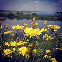 Close-up of flowers blooming in field