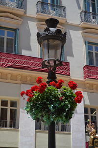 Low angle view of potted plant on window