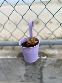 Close-up of potted plant