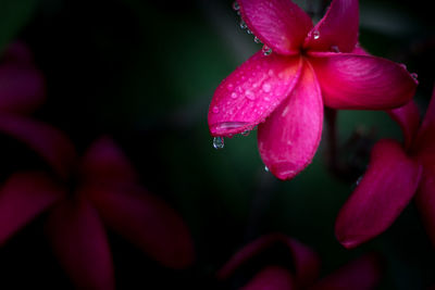 Close-up of water drops on pink flower