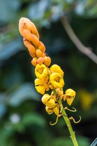 Close-up of yellow flowering plant