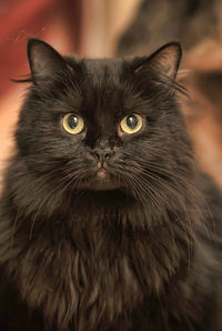 Close-up portrait of black cat