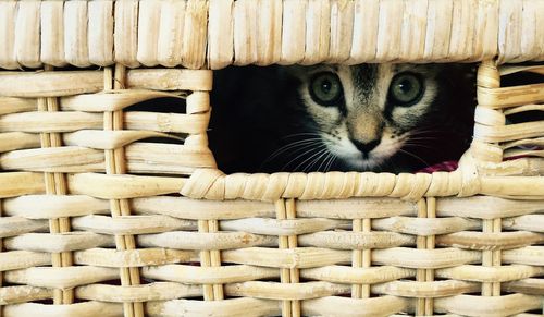 Close-up portrait of a cat in basket