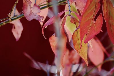 Close-up of autumnal leaves