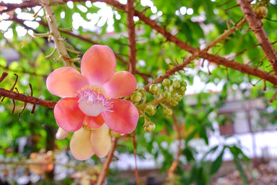 Close-up of pink cherry blossoms in spring