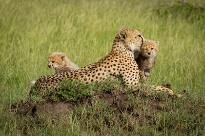 Cubs sit on termite mound with mother