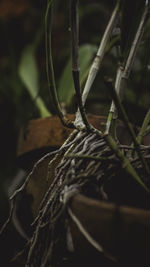 Close-up of rope tied up on tree