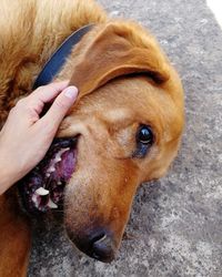 High angle view of person holding dog