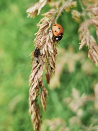 Close-up of ladybug on plant