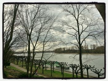 Bare trees by calm lake