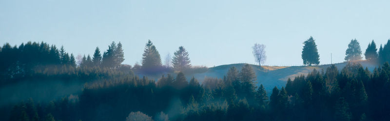 Panoramic view of trees in forest against clear sky