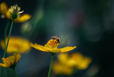 Close-up of bee pollinating yellow cosmos flower