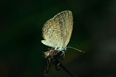 Close-up of butterfly