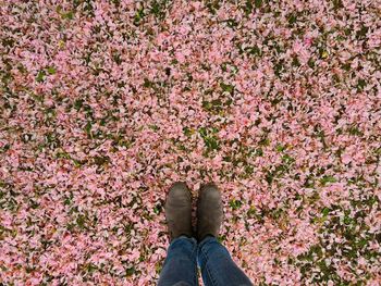 Low section of person standing on pink cherry blossom during autumn