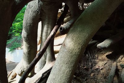 Close-up of elephant on tree trunk