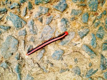 Close-up of red worm on wall