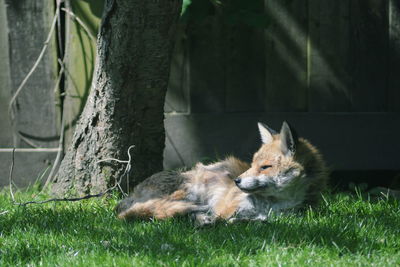 Close-up of cat relaxing on grass