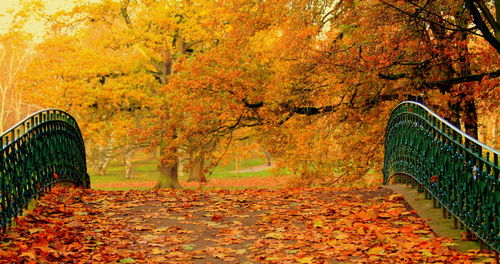 View of autumn trees