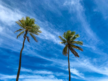 Low angle view of palm tree against sky