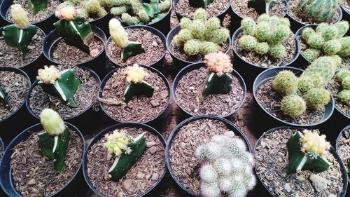 High angle view of potted plants