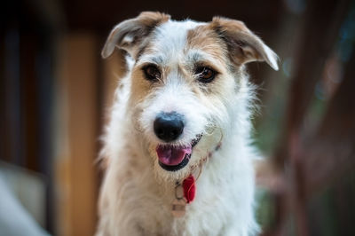 Portrait of dog sticking out tongue outdoors