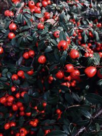 Close-up of berries growing on tree