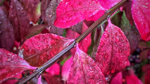 Close-up of wet pink flower on tree