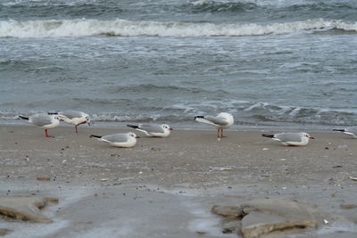 Seagulls on beach