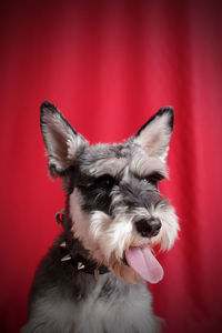 Close-up portrait of a dog