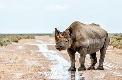 Side view of rhinoceros standing on land against sky