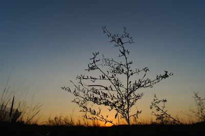 Silhouette tree on field against sky at sunset