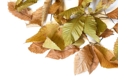 Close-up of autumnal leaves against white background