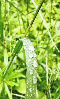 Close-up of wet grass