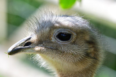 Close-up of a darwins rhea 