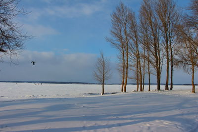 Bare trees on snow covered landscape against sky