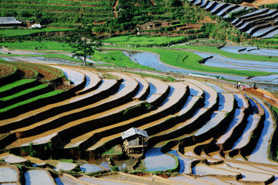 High angle view of agricultural field