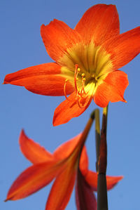 Close-up of day lily blooming against sky