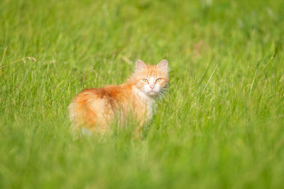 Cat lying on grass