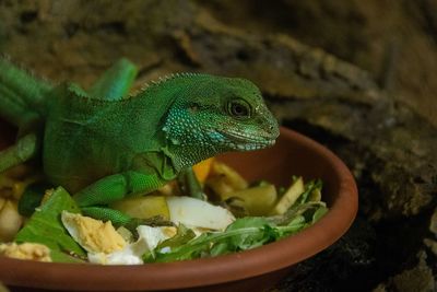 Close-up of lizard on food in bowl