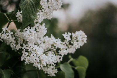 Close-up of white flowering plant