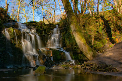 Scenic view of waterfall in forest