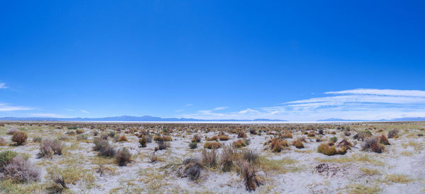 Scenic view of field against blue sky