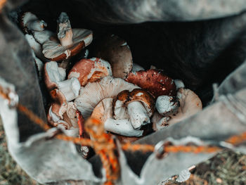 High angle view of wild mushrooms in leather bag