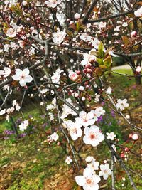 Close-up of white flowers on tree