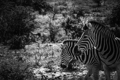 Close-up of zebra standing on tree