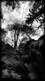 Low angle view of trees against sky