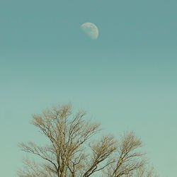 Low angle view of bare trees against blue sky